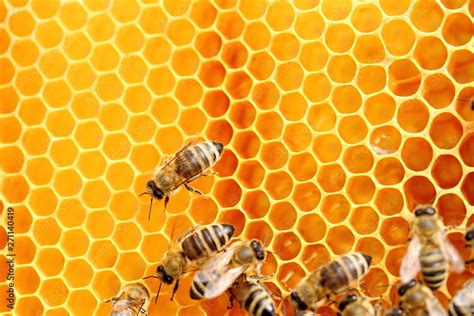 Honigwaben Und Bienen Stock Photo Adobe Stock