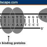 Telomere Shortening During Dna Replication The Degradation Of The