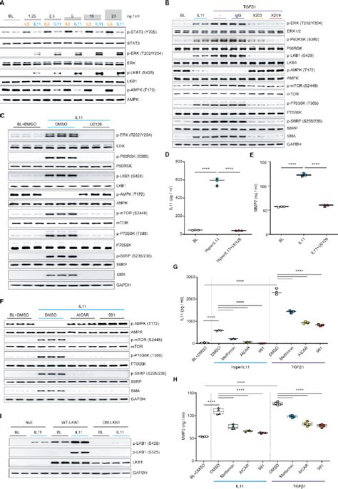 IL11 ERK Activity Inhibits LKB1 AMPK To Activate Hepatic Stellate