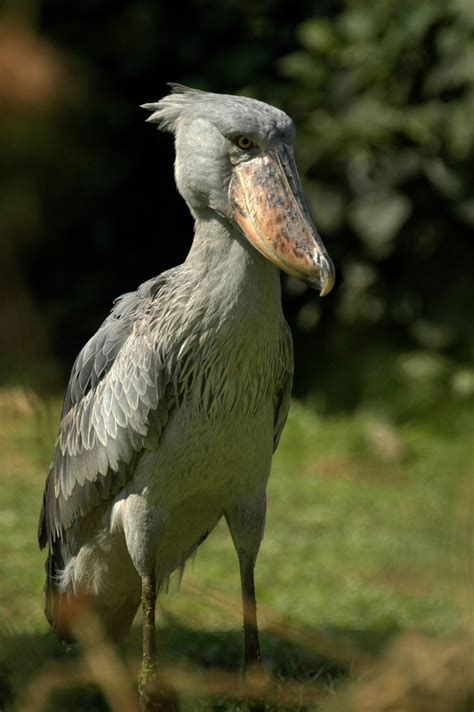 Shoe Billed Stork Uganda