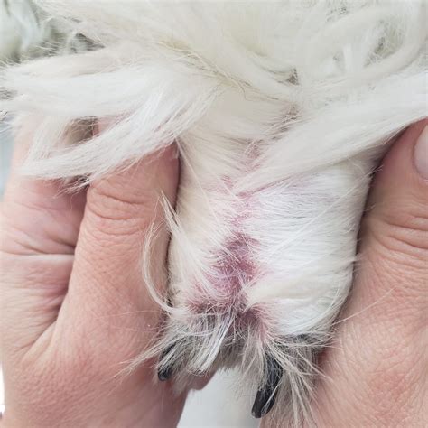 Dermatite Canina O Que é Quais Os Sintomas E Tratamento