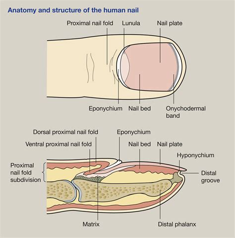 Structure And Function Of Skin Hair And Nails Medicine