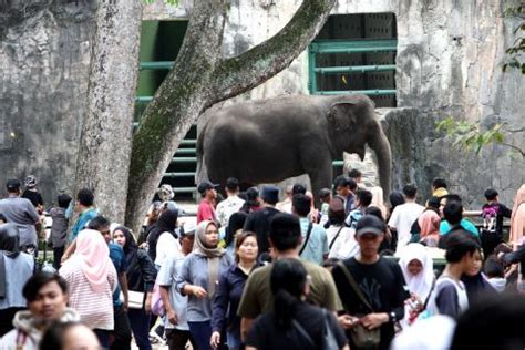 Pengunjung Padati Taman Margasatwa Ragunan Di Pagi Hari