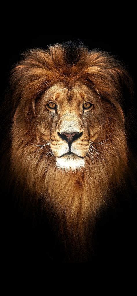 Beautiful Lion Wallpapers Top Free Beautiful Lion Backgrounds