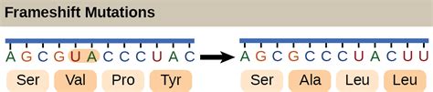 The Genetic Code Openstax Biology 2e