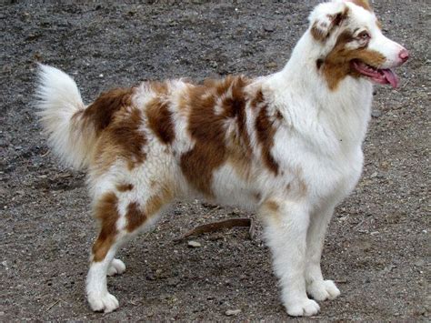 Red Merle Australian Shepherd Pictures