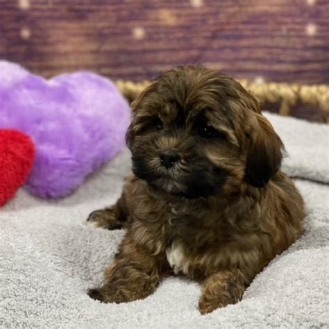 Havanese-Shih Tzu Puppy brdl ID:4769 Located at Petland Memphis, TN