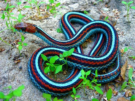 California Red Sided Garter Snake Sneks