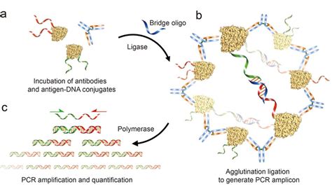 Schematic Representation Of Antibody Detection By Agglutination Pcr Download Scientific Diagram