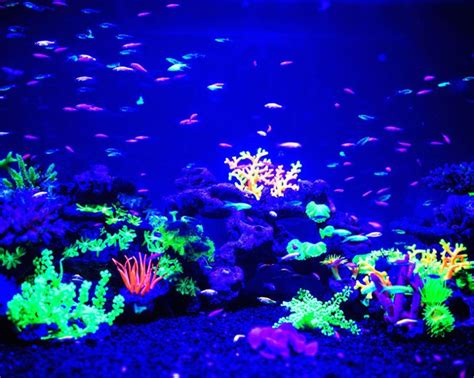 Maximize Your Best Lighting For Glofish: Best Lighting Options ...