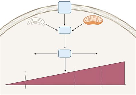 The Interplay Between Reactive Oxygen Species And Antioxidants In