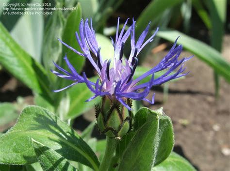 Plantfiles Pictures Centaurea Species Mountain Bluet Mountain