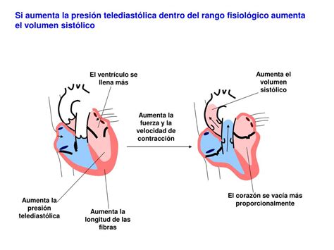 PPT FUNCIÓN VENTRICULAR PowerPoint Presentation free download ID