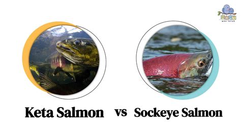 Keta Salmon Vs Sockeye Salmon The Undervalued Differences