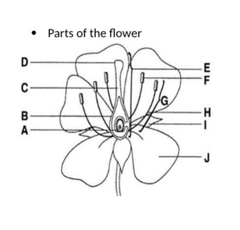 Biology Ii Lab Test Flashcards Quizlet