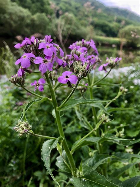 Gew Hnliche Nachtviole Gew Hnliche Nachtviole Hesperis Ma Flickr