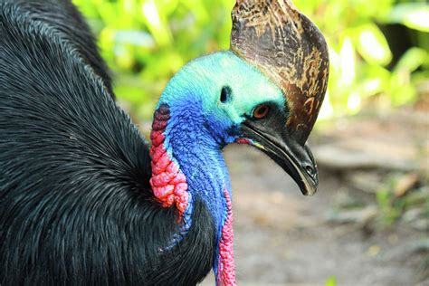 Cassowary Portrait Photograph By Emmons Hahn Fine Art America