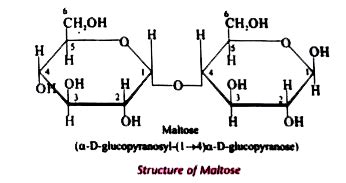 Maltose is a reducing sugar. Explain.