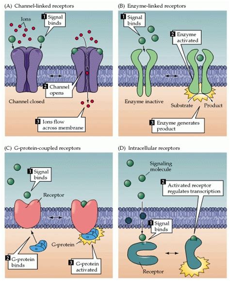 5 Types Of Receptors