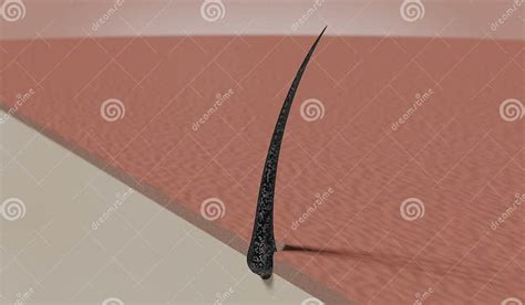 Single Hair Follicle 3d Illustration Stock Illustration