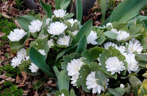 Сангвинарии: Sanguinaria canadensis Flore Pleno. САНГВИНАРИЯ КАНАДСКАЯ ...