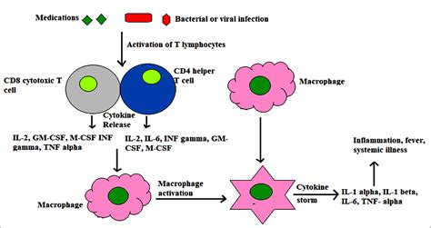 A Review on Macrophage Activation Syndrome - Journal of Pure and ...