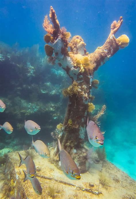 Key Largo Snorkeling A Detailed Guide On Tours Spots More