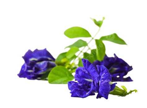 Butterfly Pea Floral Blossom Flower Clitornia Ternatea Png