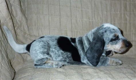 Blue Basset Hound Puppies | PETSIDI