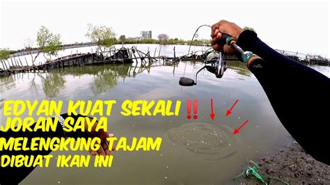 Mancing Di Spot Viral Gratis Di Kendal Strike Terusbawa Udang Banyak