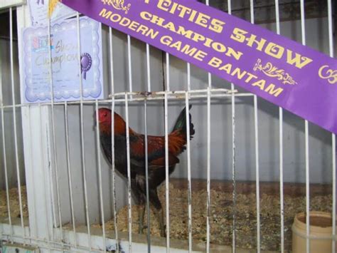 Modern Game Chicken Pictures - AZ Animals