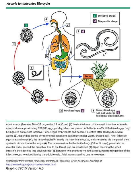 Ascaris Lumbricoides Life Cycle