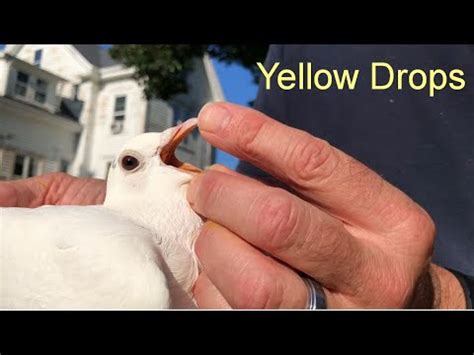 Yellow Drops For Racing Pigeons Do Not Miss Out Youtube