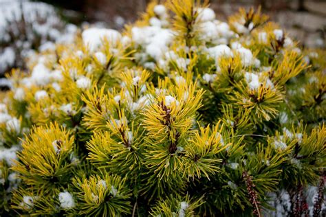 Сосна горная «Winter Gold/Винтер Голд» купить в питомнике растений ...