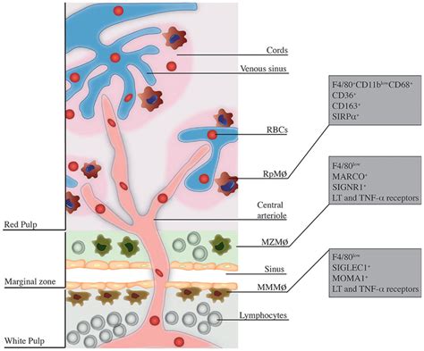 Frontiers Splenic Macrophage Subsets And Their Function During Blood