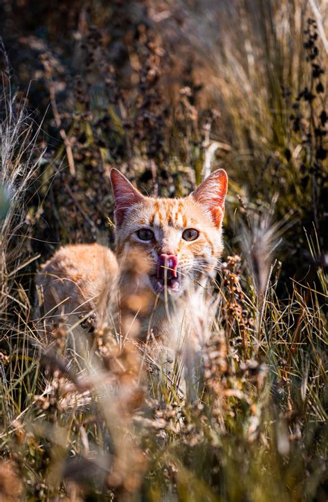 A Cat With Its Mouth Open Standing In A Field Photo Free Image On