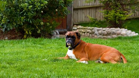 Boxer Puppies - Dog Breed Information Guide - Petmoo