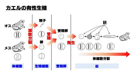 【中3理科】有性生殖のポイント Examee