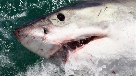 Dead Great White Shark Washes Ashore On California Beach Wsoc Tv