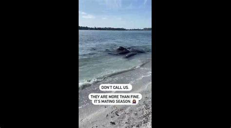 Wild Manatee Sex Rituals Spark Issues For Florida Police If You See