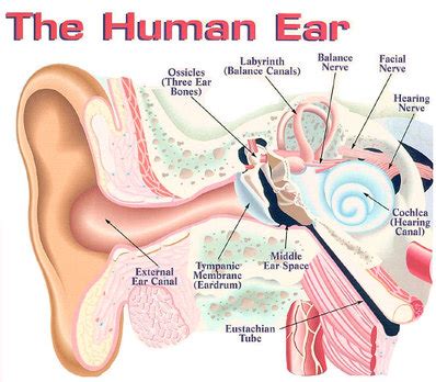 Vertigo, Hearing Loss, Tinnitus | Doctors | Specialists | Treatments ...