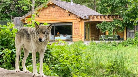 Parc Oméga dormir avec les loups et les ours en Outaouais Espaces