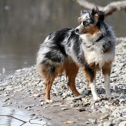 Qué hacer si a mi perro le pica una abeja 7 pasos