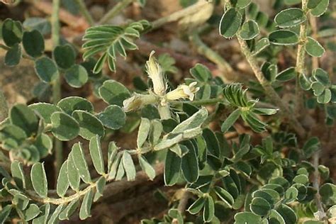 Astragalus Hamosus Flora Di Sardegna