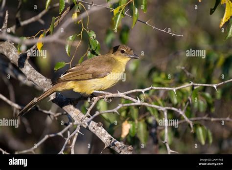 Yellow Bellied Greenbul Chlorocichla Flaviventris Umkhuze Game