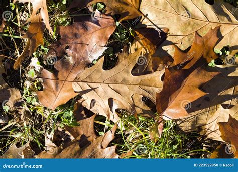 Rvores Amareladas Foto De Stock Imagem De Alaranjado