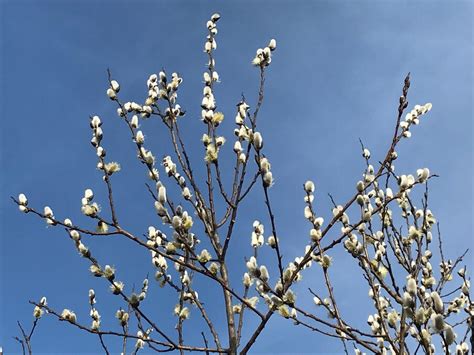 A Prelude To Spring The Pussy Willow University Of Minnesota Landscape Arboretum