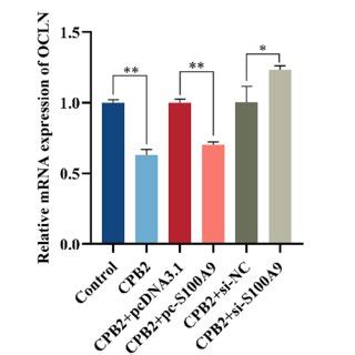 Effects Of S100A9 On CPB2 Toxin Induced Tight Junction Protein