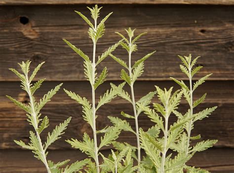 Russian Sage - Kiwi Nurseries
