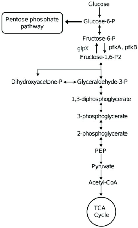 Glycolysis Pathway With Structures